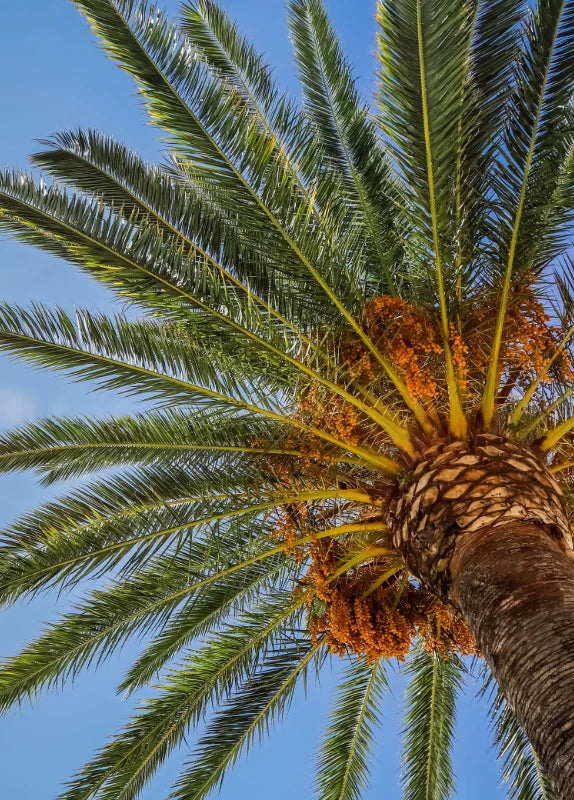Photo of upshot of palm tree