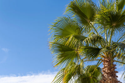 sabal palm and sky